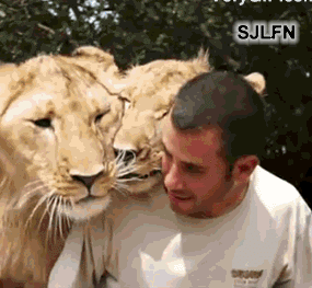 cutest-animal-gifs-lion-cuddle