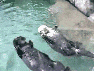cutest-animal-gifs-otters-hold-hands