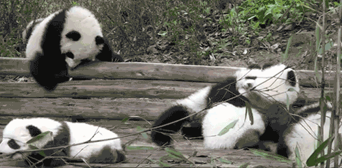 cutest-animal-gifs-panda-party