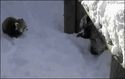 cutest-animal-gifs-red-pandas-snow