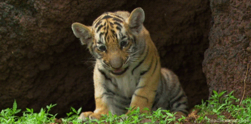 cutest-animal-gifs-tiger-cub-yawn