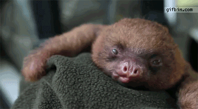 cutest-animal-gifs-yawning-baby-sloth