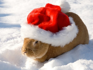 funny-animals-christmas-picture