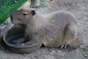 capybara1.jpg