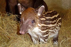 tapir.jpg