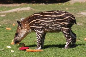 tapir2.jpg