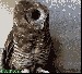 cutest-animal-gifs-owl-scratch