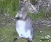 cutest-animal-gifs-sad-wallaby