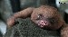cutest-animal-gifs-yawning-baby-sloth