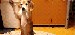 cachorro-cao-cute-dog-gif-Favim.com-232534_large
