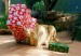 Funny Christmas Animals_2