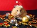 5-christmas-animals-1-1