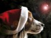 christmas_dog1
