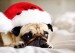 christmas-animals-002