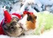 Christmas-Animals-009