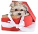 xmas_puppy