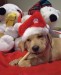xmas-dog-1412-2
