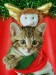823021-cute-christmas-animals